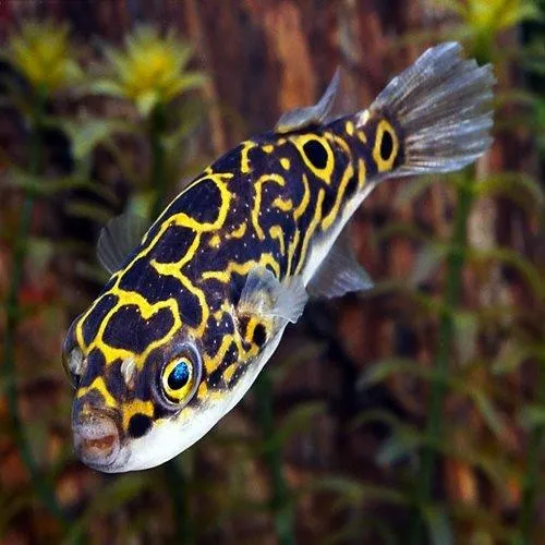 Figure 8 Puffer - Tetraodon biocellatus